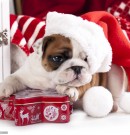 Новый год Собаки 2018: картинки для детей. Дед Мороз, зима, раскраски